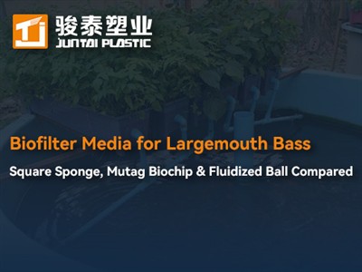 लार्जमाउथ बास के लिए बायोफिल्टर मीडिया: स्क्वायर स्पंज, मुटैग बायोचिप और फ्लू...